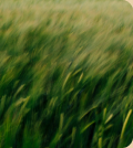 Agribusiness